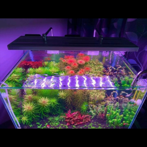L600 L900 L1200 RGB TH – WEEK AQUA