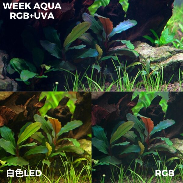 Pシリーズ RGB TH – WEEK AQUA